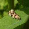 Celypha lacunana